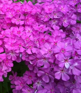 Phlox paniculata 'Famous Purple'